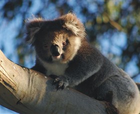 Bimbi Park Camping Under Koalas - Tourism Cairns